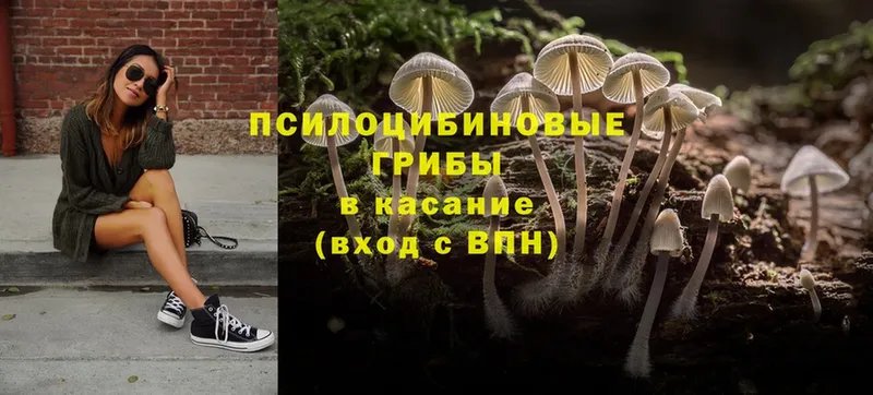 закладки  Моздок  Галлюциногенные грибы Psilocybe 